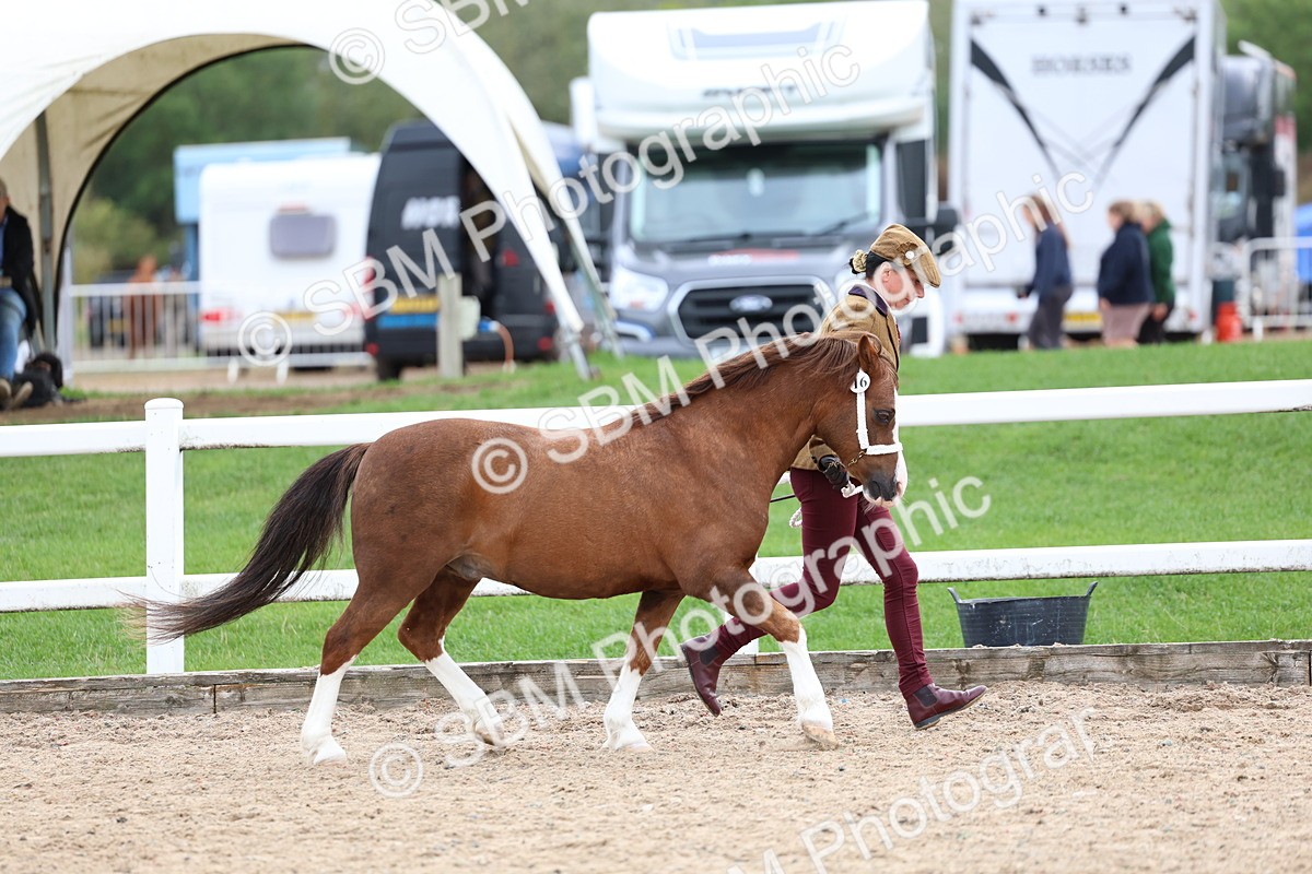 SBM_05880 - Class 29 - IH Veteran Pony