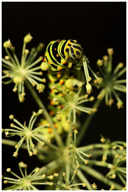 Swallowtail Caterpillar Feeding - Butterflies, Dragonflies and Demoiselles
