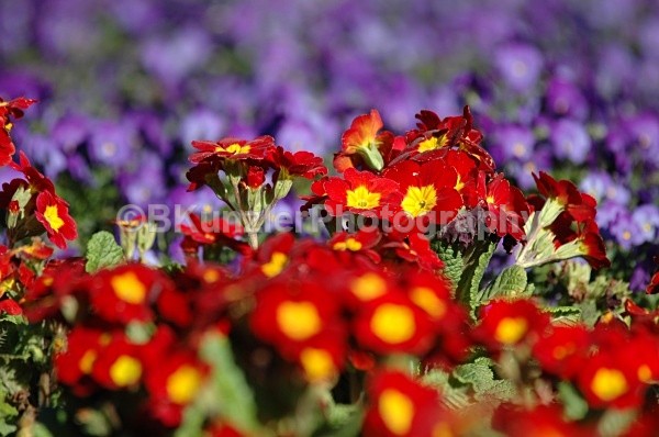  - Golden Gate Park Springtime
