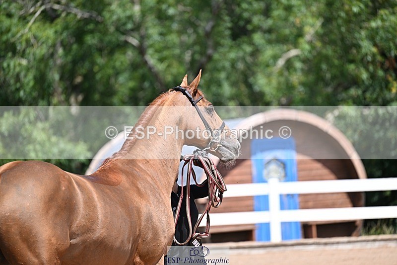 250716-123537-00061 - Trot Up 12.30 to 1.30