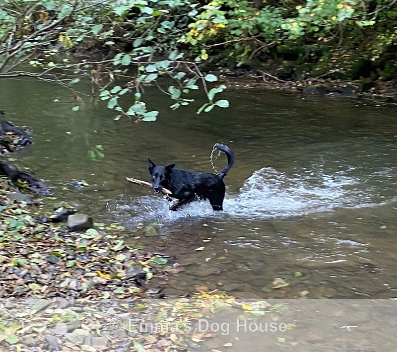  - Dogs