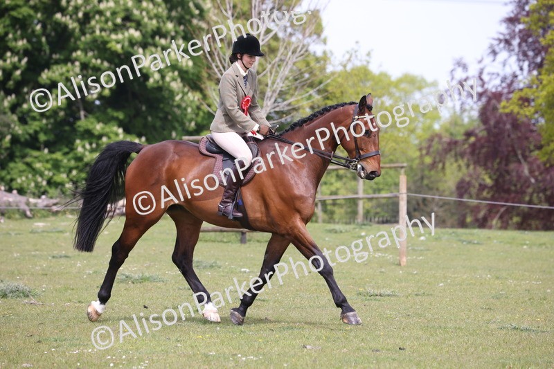 20260426-4445 - Class 34 - Best Riding Horse Over 14.2hh