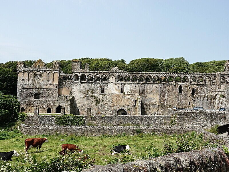 DSC00444 - Skomer 2019