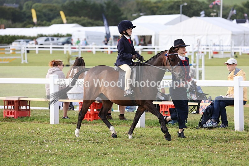 JPP_0310 - Class 14: Cornish Combination Leading Rein