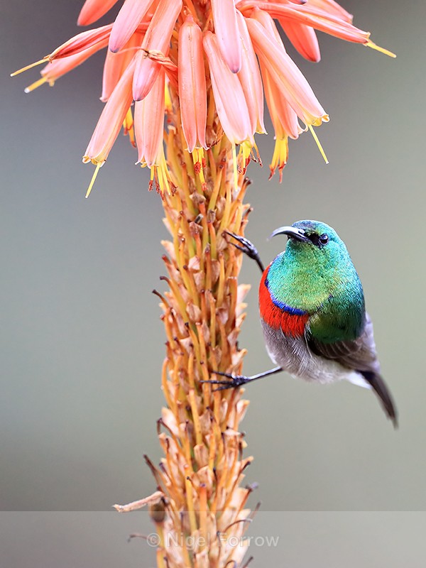 Southern Double-collared Sunbird (male), Kirstenbosch Garden - Southern Double-collared Sunbird