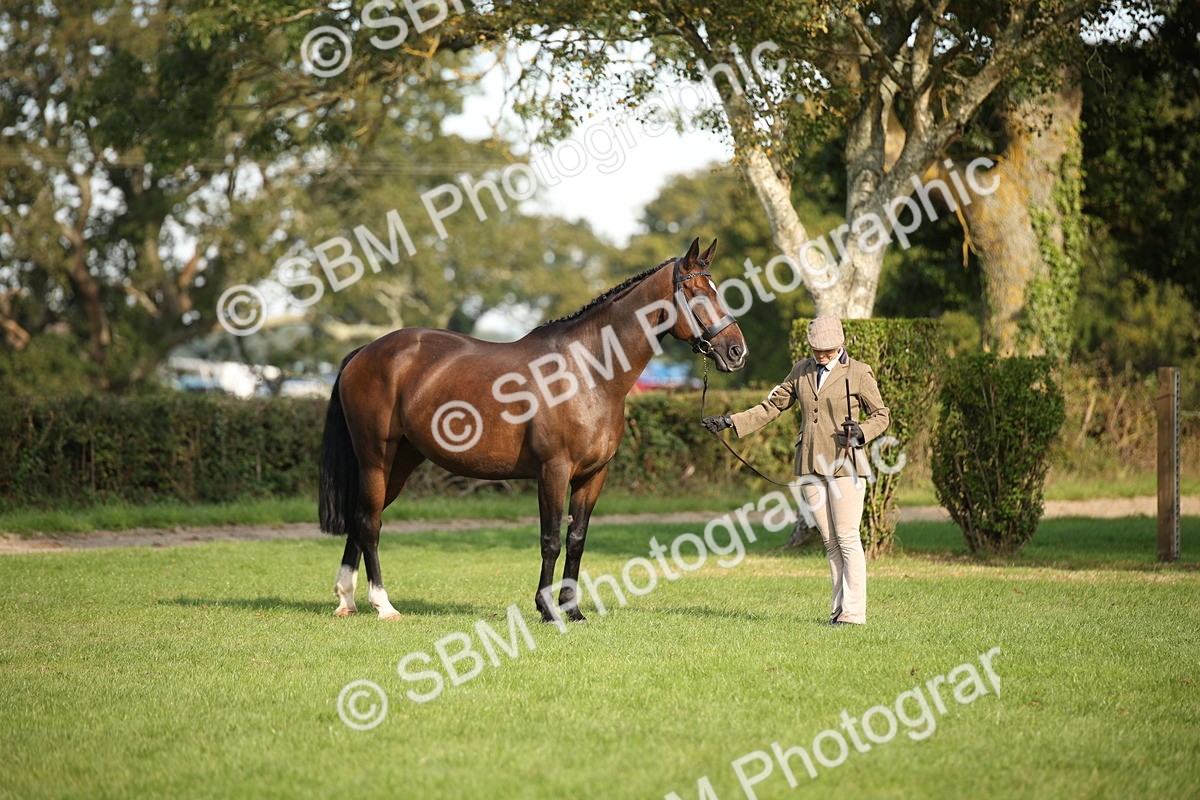 SBM_60056 - S53 - Hunter In Hand