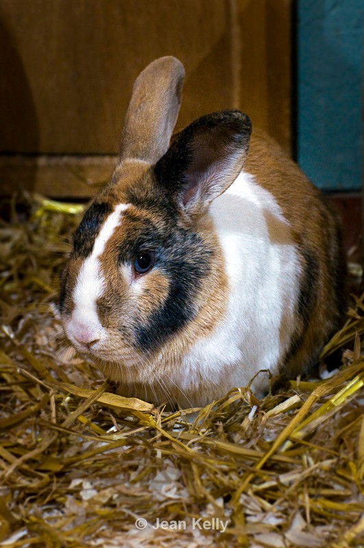 Rabbit - 0875 - Rabbits