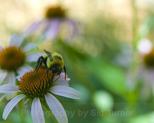  - Flowers and Plants