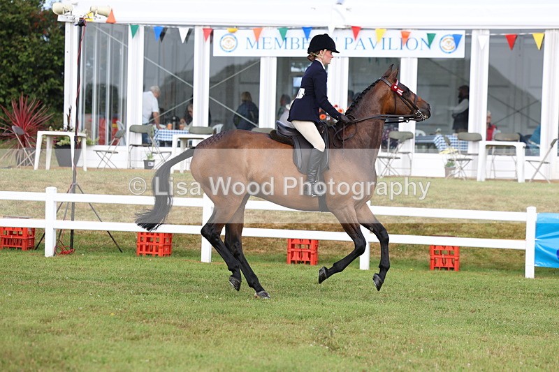 3E7A8177 - Class 2: Rising Star Large Hack/Riding Horse