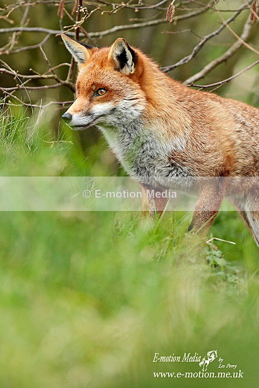 Fox 260313-353a - Nature