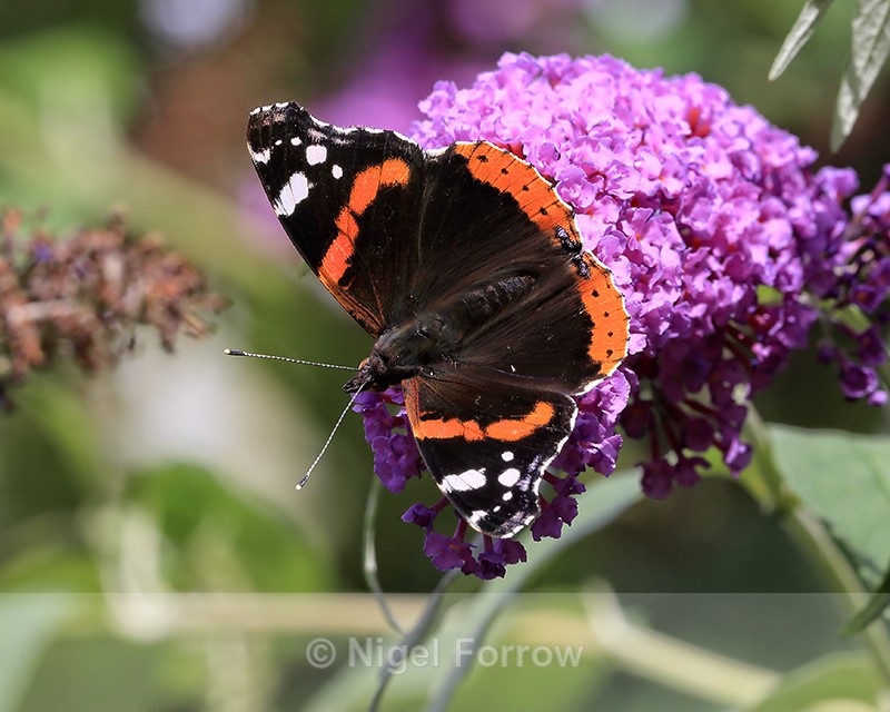 Red Admiral on buddleia flower, Oxfordshire, UK - INSECTS
