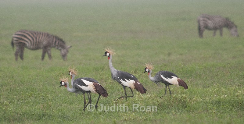 Grey Crowned Crane - Tanzania Birds and Mammals