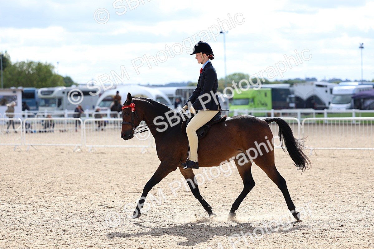 SBM_13305 - Class 311 - Ridden Show Pony Show Hunter Pony