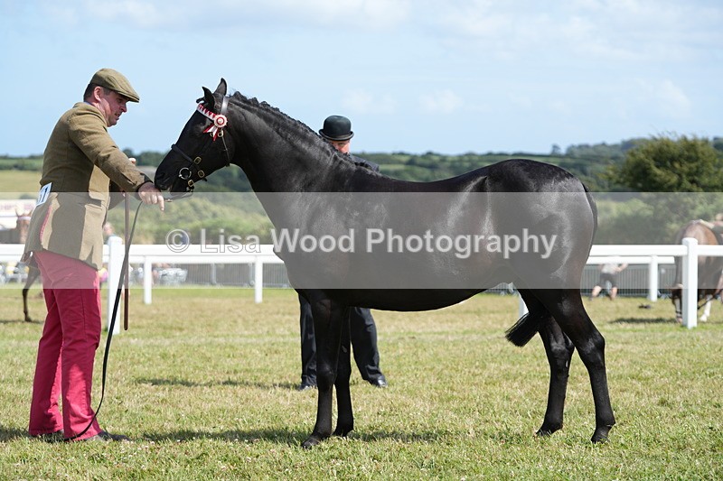 DSC07379 - Class 69: NPS Show Pony 4 years and over