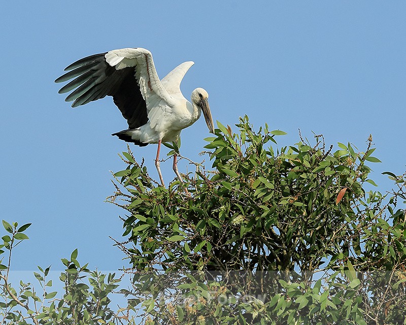 Asian Openbill wings raised on treetop, Vietnam - Asian Openbill