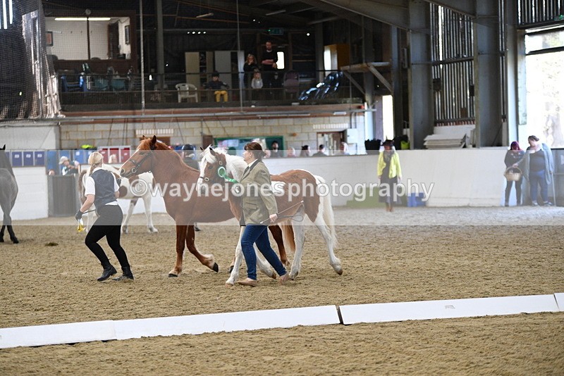 WJ5_3793 - Class 5 In Hand Veterans