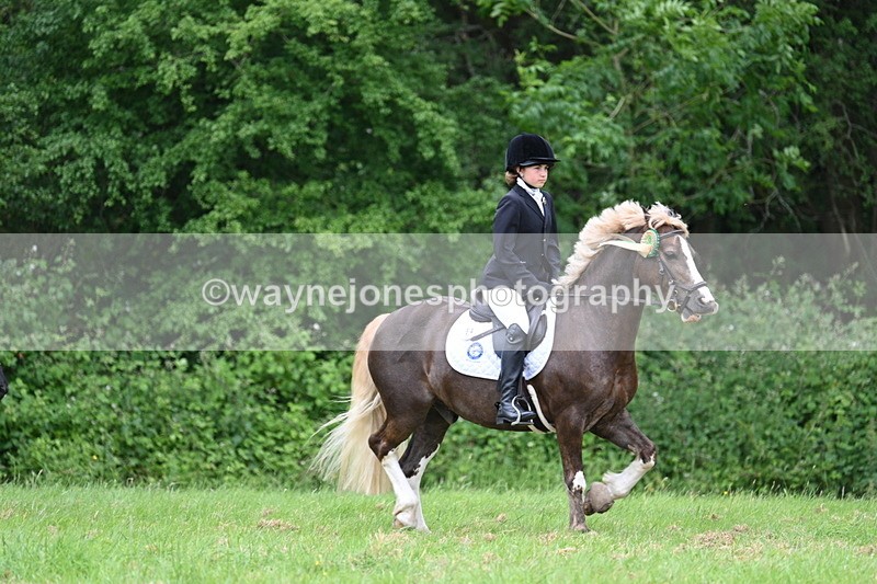 WJ7_4326 - Class 14A Handsome Gelding