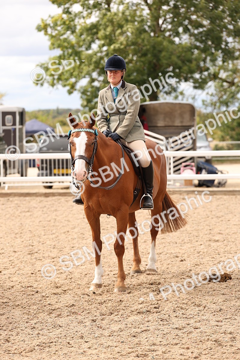 SBM_17372 - Class 214 - Ridden Hack Riding Horse