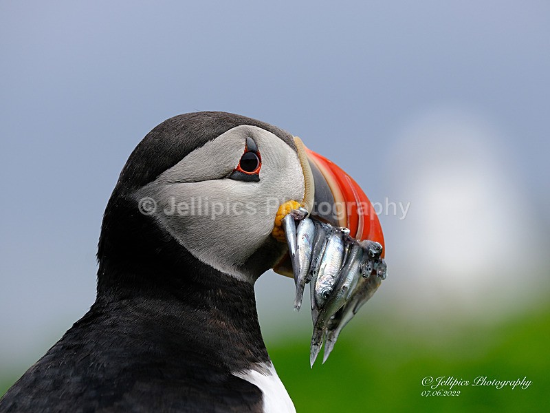  - Wildlife and Nature