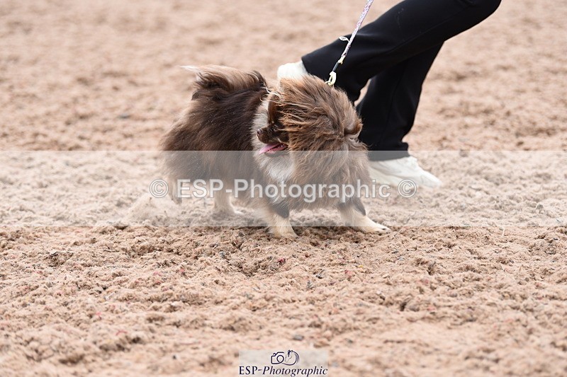 240518A-112042-00751 - Cls 1 Cutest Puppy