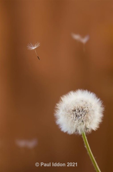 Dandelion Floats.... - Macro
