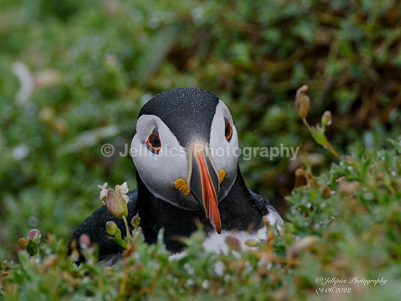  - Wildlife and Nature