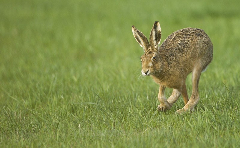 Brown Hares ref bh 4 - New, Brown Hare Gallery