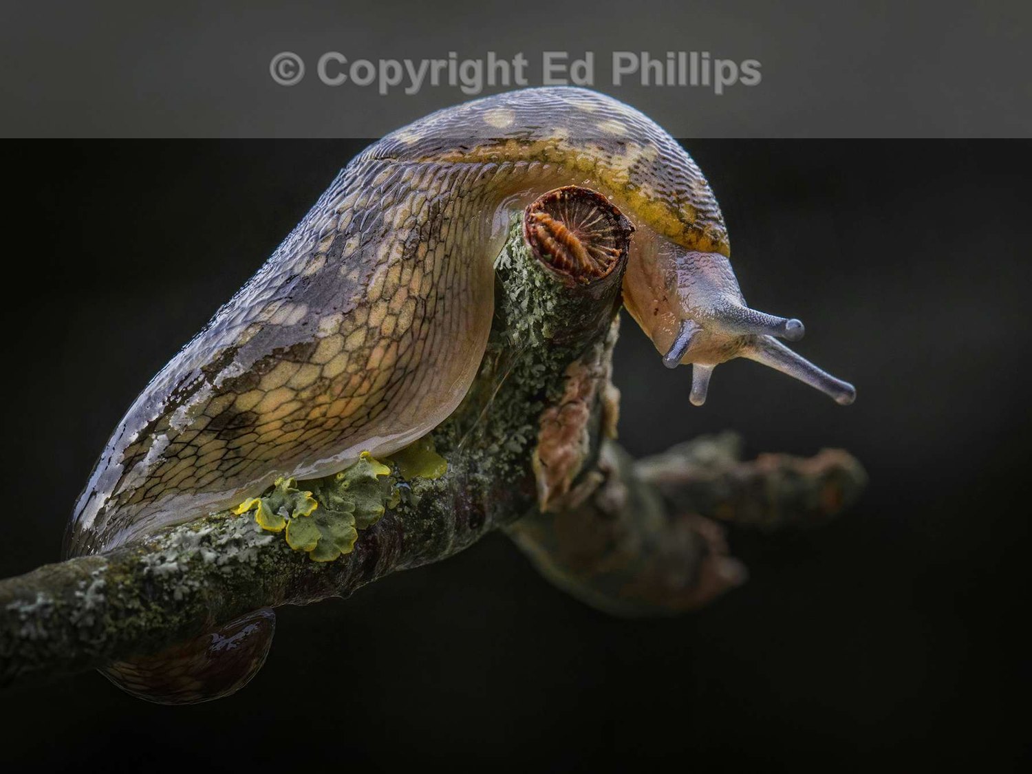 Slug