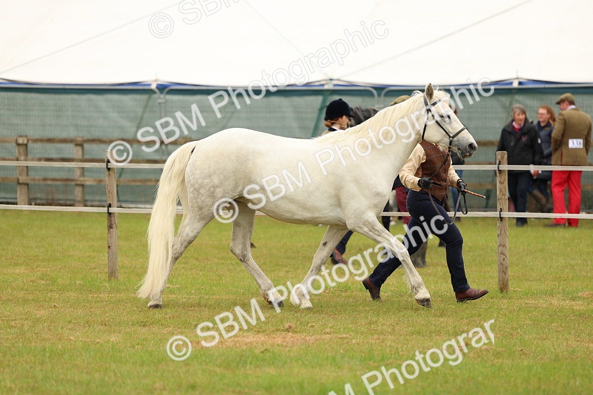 SBM_04224 - Class 64-67 - Shetland Pony In Hand
