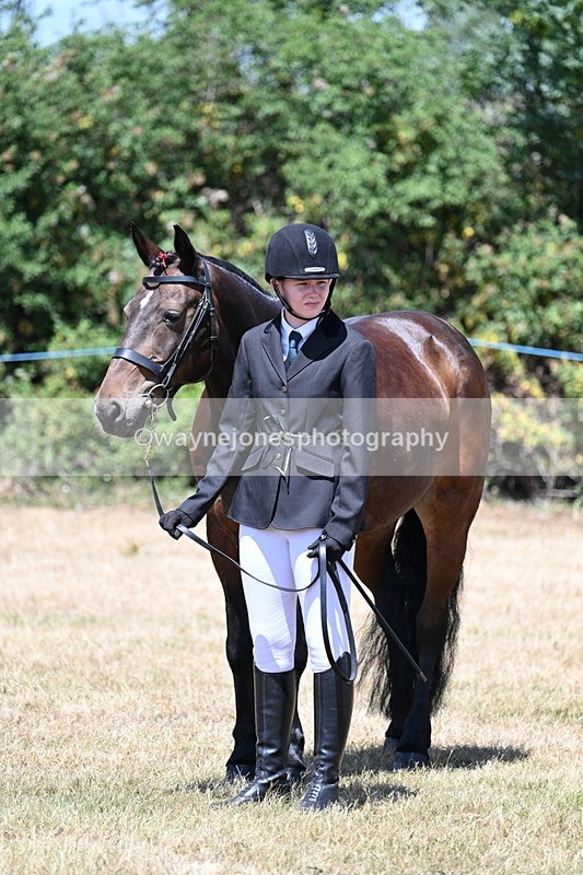 WJ7_2361 - Class 5a Most Handsome Gelding in hand (above 14.2hh)