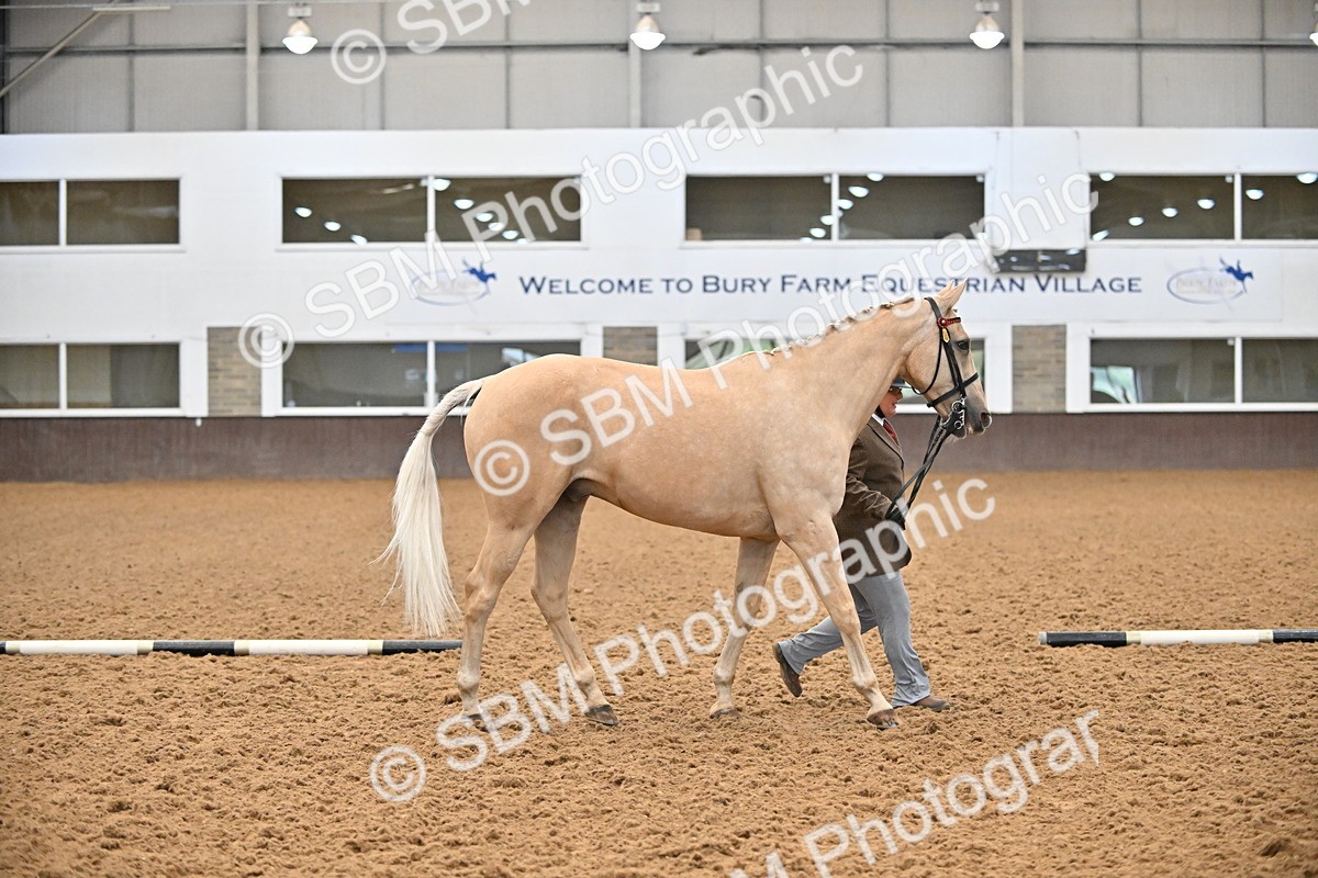 EB7_8408 - Class 3 - In Hand Foreign Breeds & Warmbloods