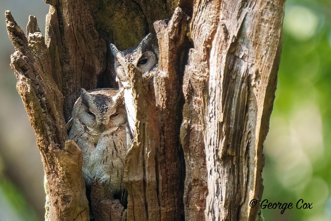 Indian Scops Owl pair - India