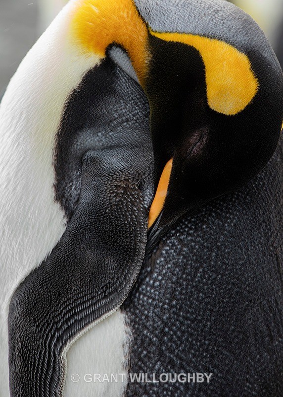 King penguin detail - Antartica