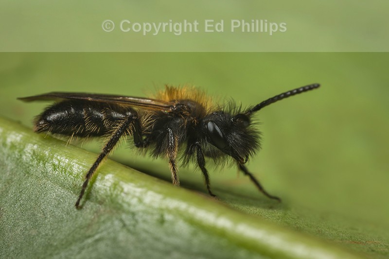 Andrena bicolor (m)