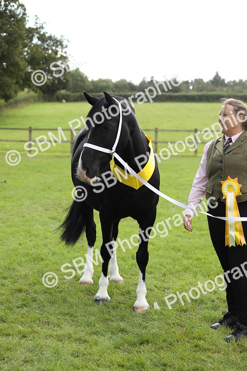 SBM_65518 - S47 - Mountain & Moorland In Hand Large Breeds