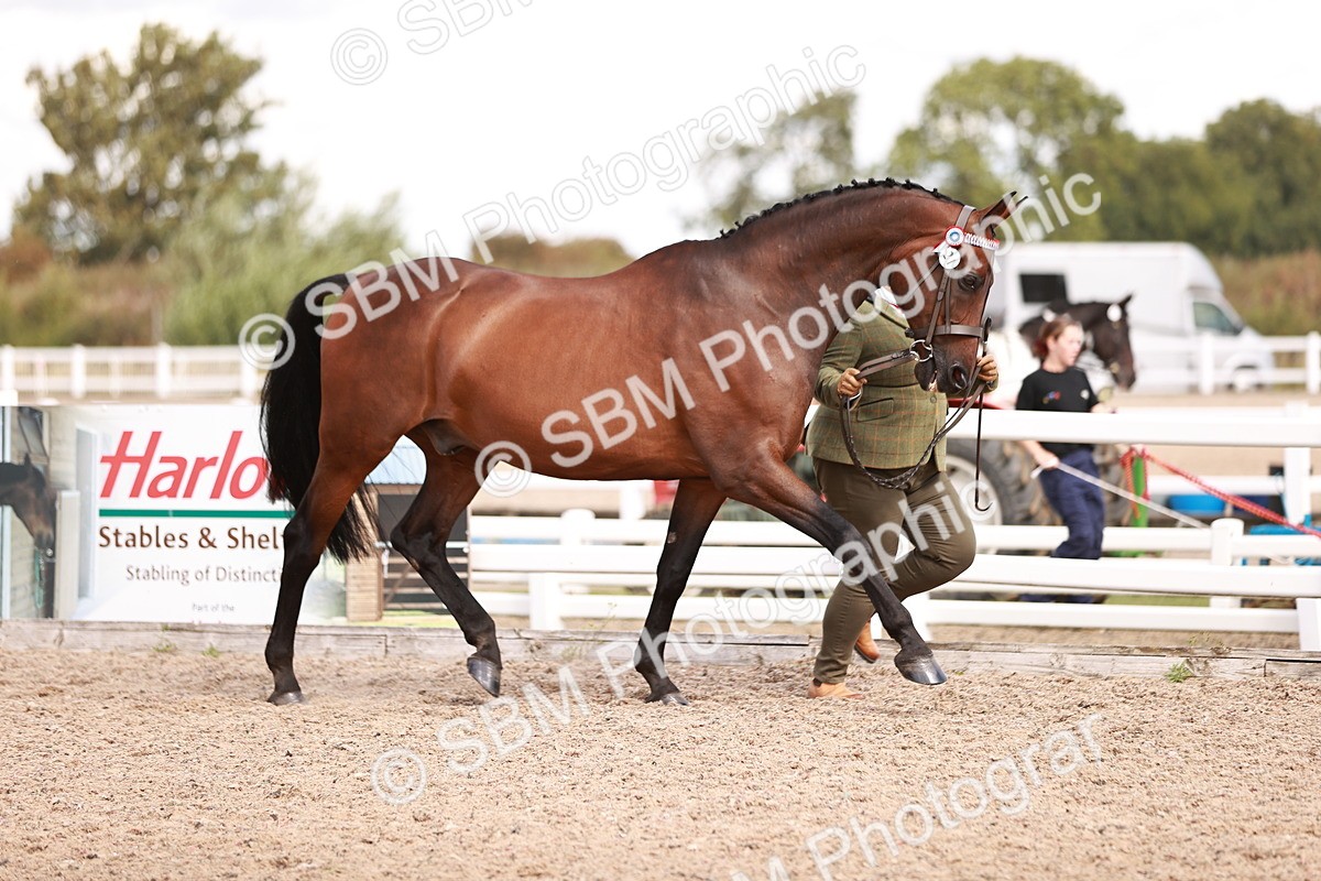 SBM_14181 - Class 407 - IH Hack Riding Horse