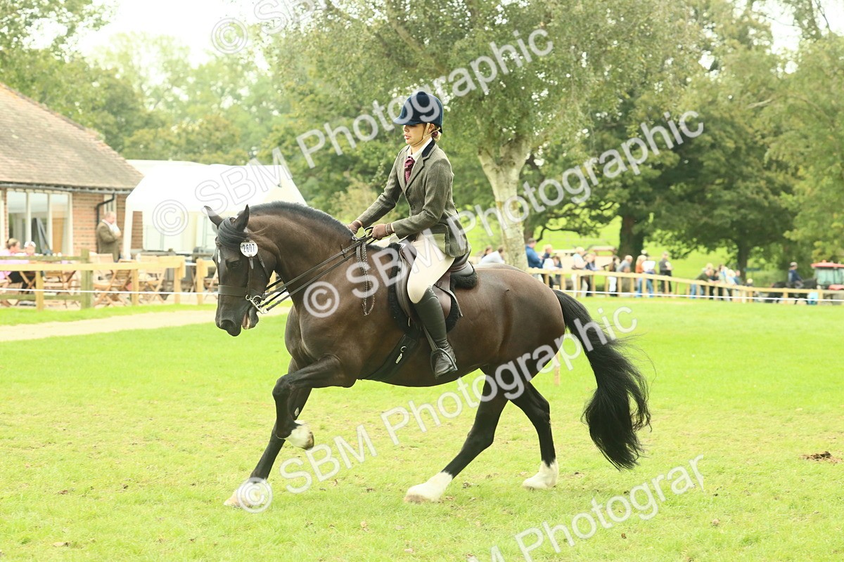 SBM_72162 - S60 - Mountain & Moorland Ridden Large Breeds