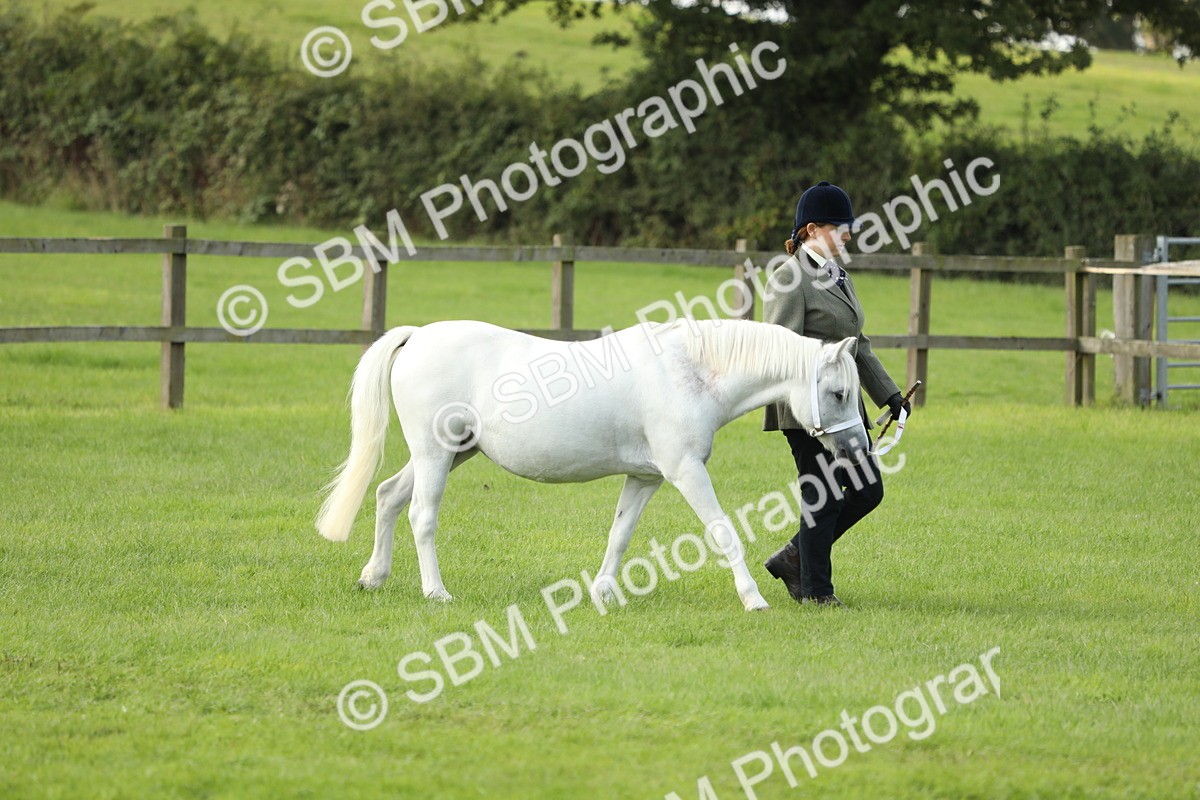 SBM_62373 - S46 - Mountain & Moorland In Hand Small Breeds