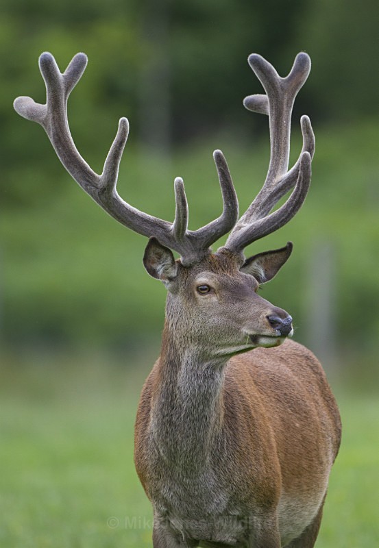Red Deer, Isle of Mull - RED DEER