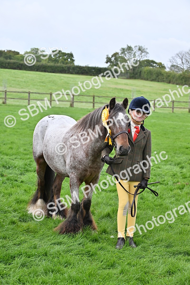 SBM_56989 - S45 - Coloured Pony In Hand
