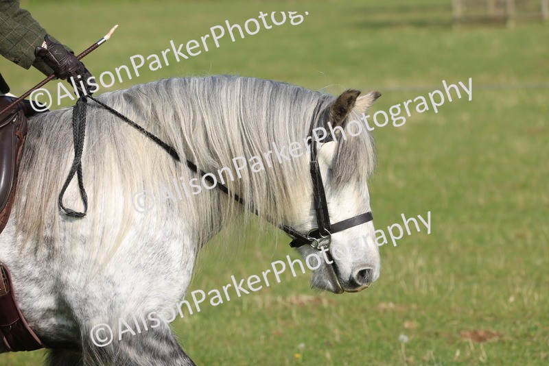20250427-0481 - Class 17 - Novice Showing