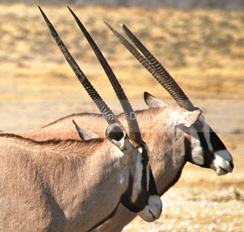 The Namibian National Animal - Namibian wildlife