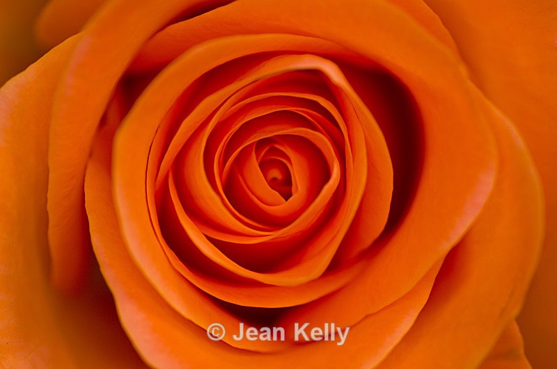 Flower - 6868 - Orange