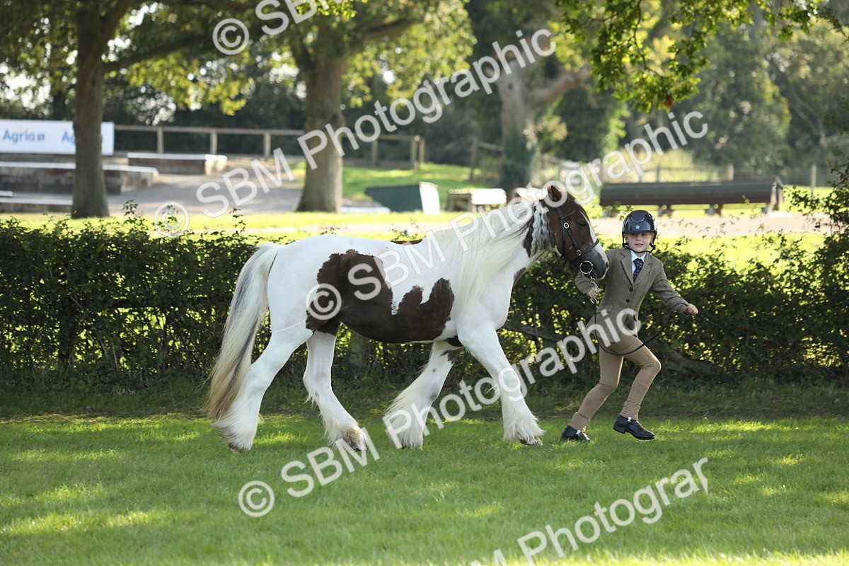 SBM_62328 - S45 - Mini Show Cob In Hand