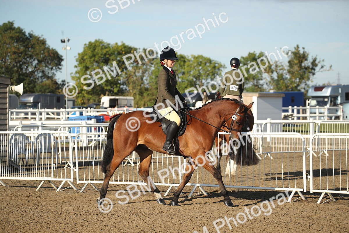 SBM_11498 - Class 502 - Riding Club Horse