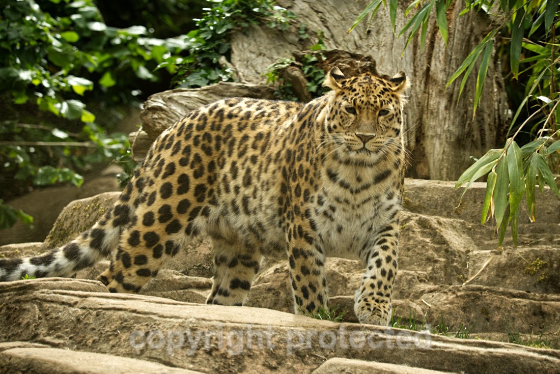Esra - Wildlife Vets International