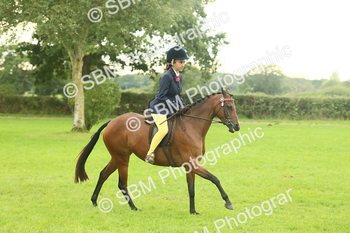 SBM_73931 - S 61 - Show Pony & Show Hunter Pony Ridden