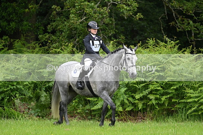 WJ7_3814 - Class 14A Handsome Gelding