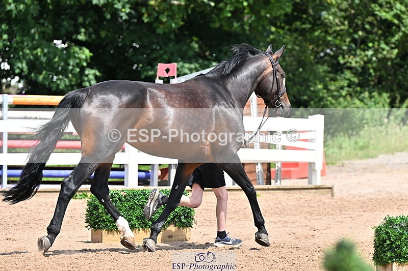 240718A-105314-01741 - Trot Up 1pm to 2pm