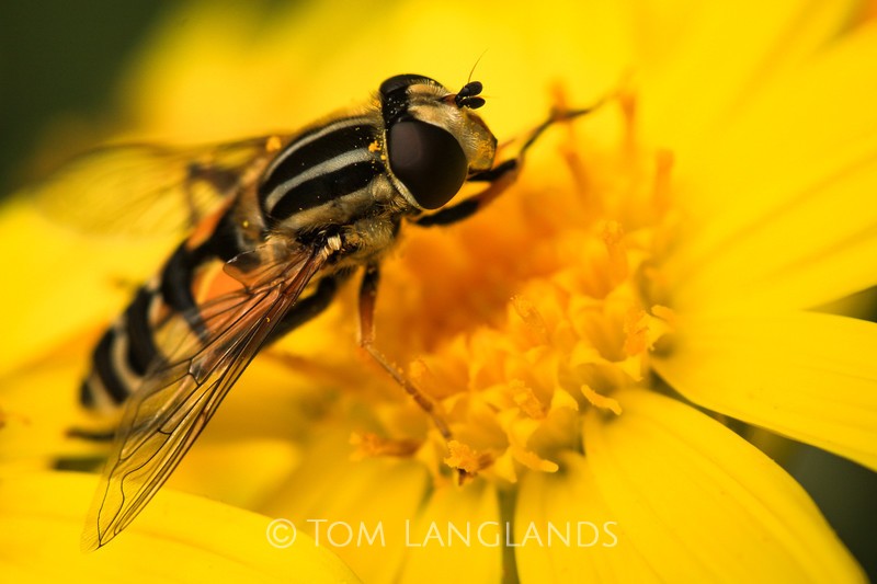 Hoverfly - Macro